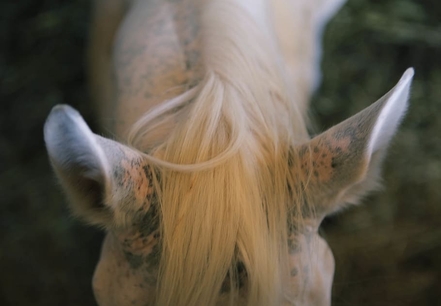 brown horse, one animal, animal themes, mammal, pets, animal body part HD wallpaper