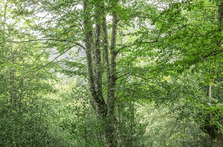 trees, forest, plant, green color, growth, land, tree trunk HD wallpaper