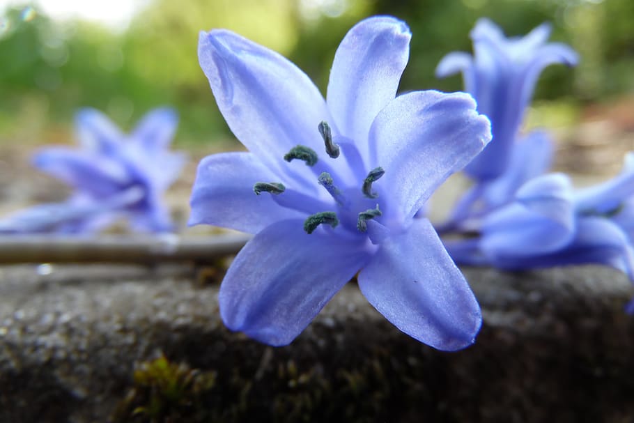 flower, blue, violet, beautiful, macro, nature, spring, plants HD wallpaper