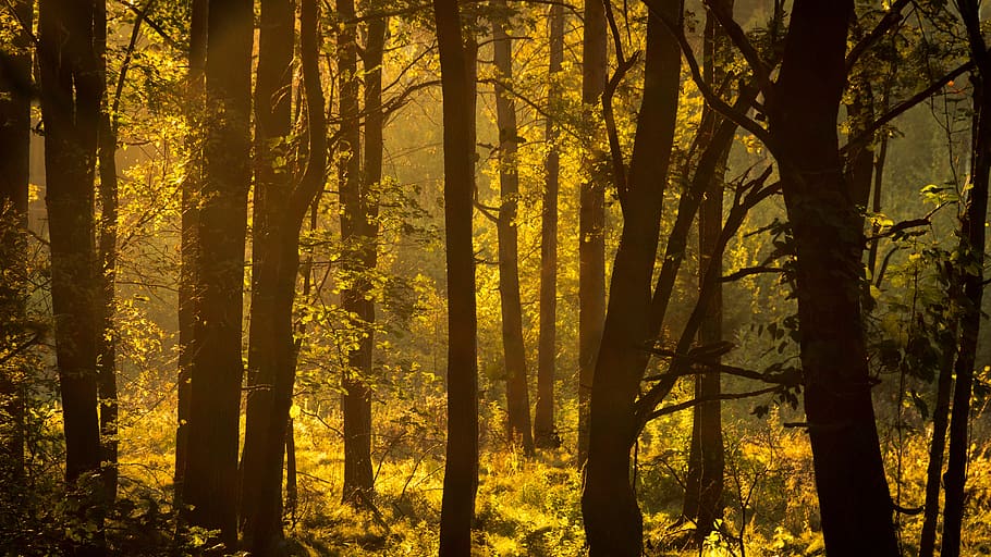 tree, green, nature, foliage, forest, sunset, plant, land, beauty in nature HD wallpaper