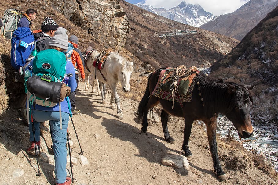 himalayas, nepal, hiking, trek, person, walking, mules, horse, HD wallpaper