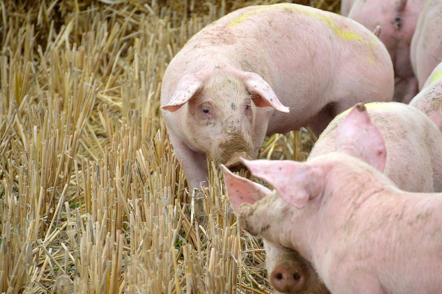 breeding, pig, pork, swine, piglet, mammals, farm, pigs, animals, HD wallpaper