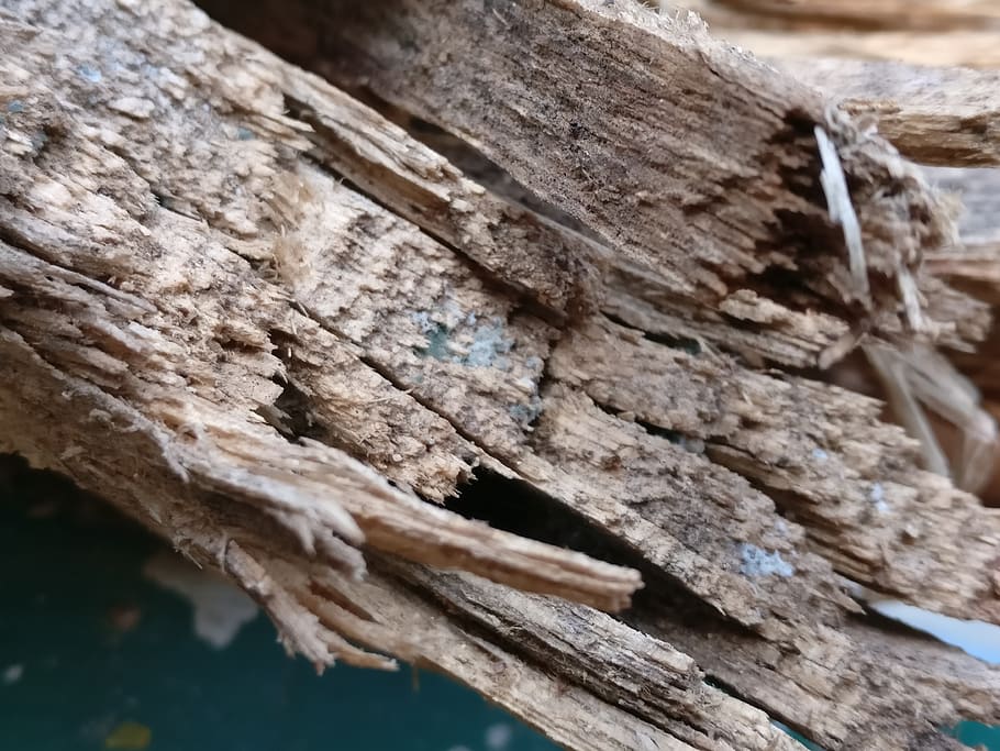 wood, tree, wood - material, close-up, textured, selective focus HD wallpaper