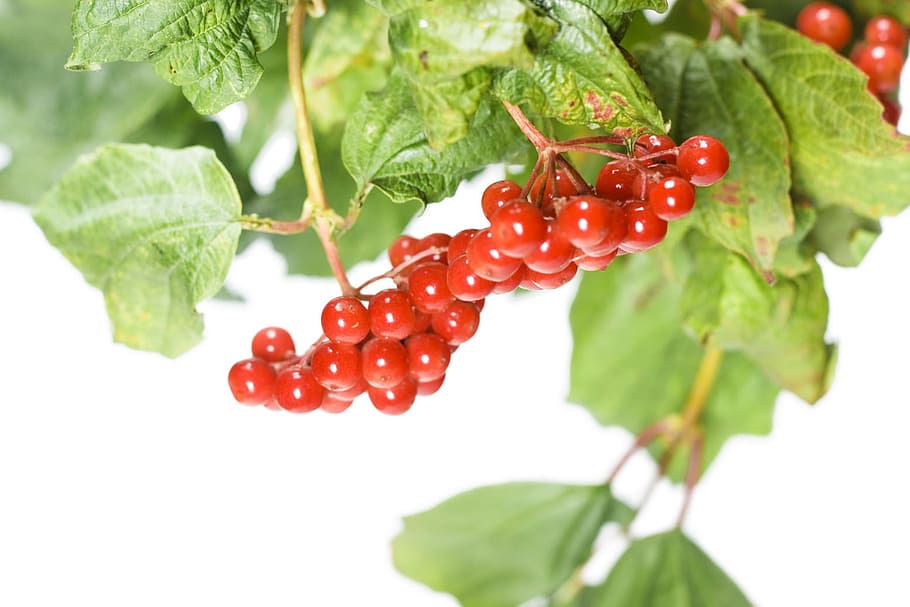 berry, branch, closeup, food, fresh, fruit, green, health, healthy