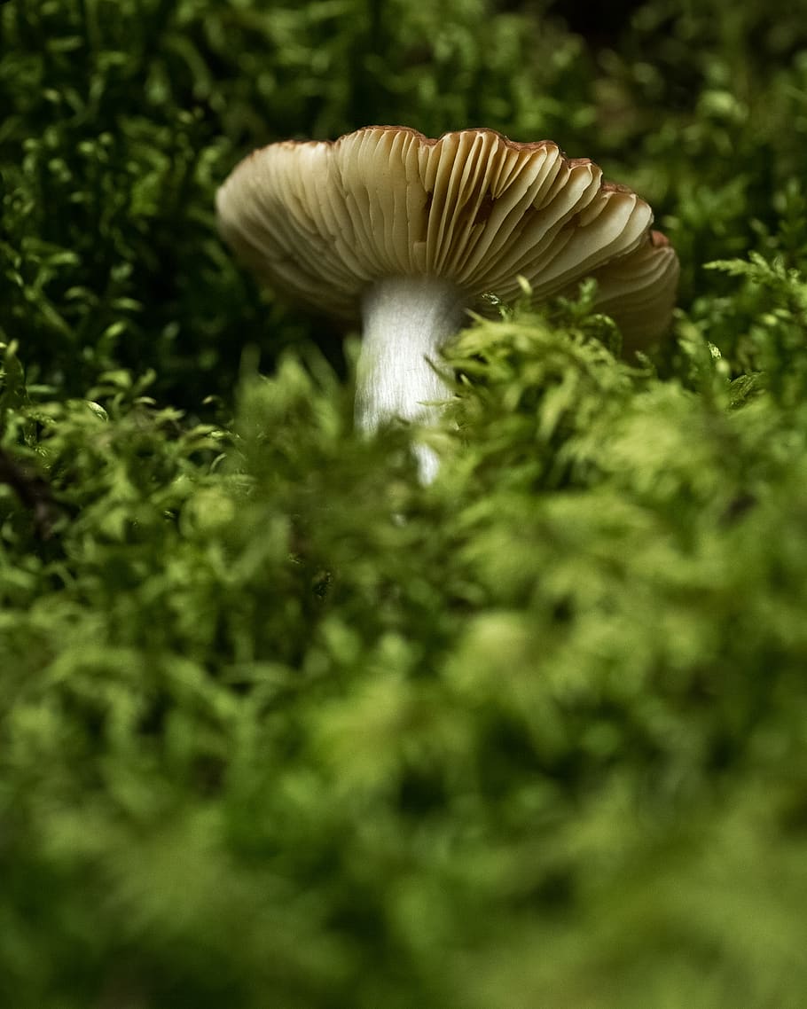 brown mushroom, fungus, plant, growth, selective focus, food HD wallpaper