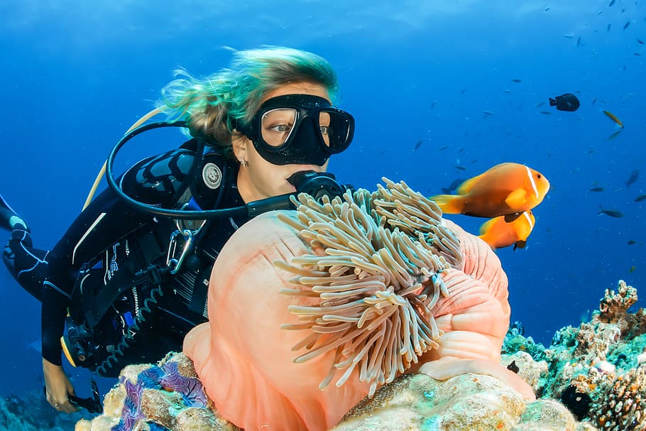 female diver near sea sponge during daytime, underwater, animal wildlife, HD wallpaper