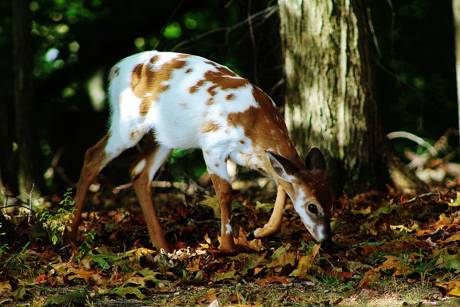 united states, north potomac, deer, nature photography, piebald fawn, HD wallpaper