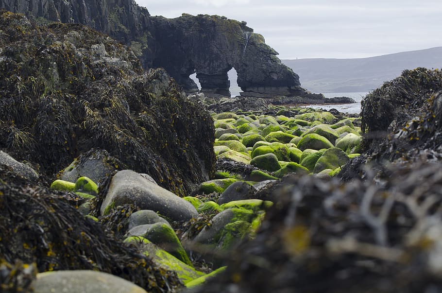plant, algae, rock, moss, nature, water, promontory, sea, landscape HD wallpaper