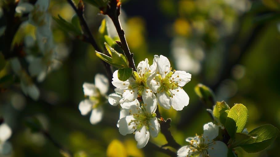 nature, plants, twigs, tree, white, flowers, spring, flowering plant HD wallpaper