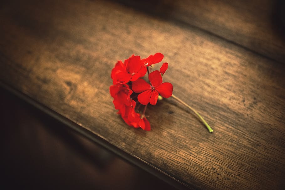flower, flowers, table, brown, red, cut, flora, floral, macro HD wallpaper