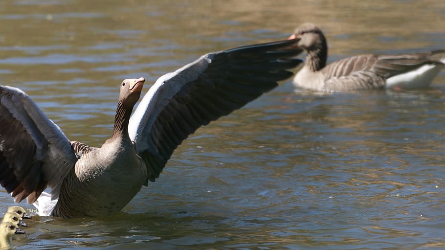 spring, nature, cute, animals, waters, wild, animal world, landing HD wallpaper
