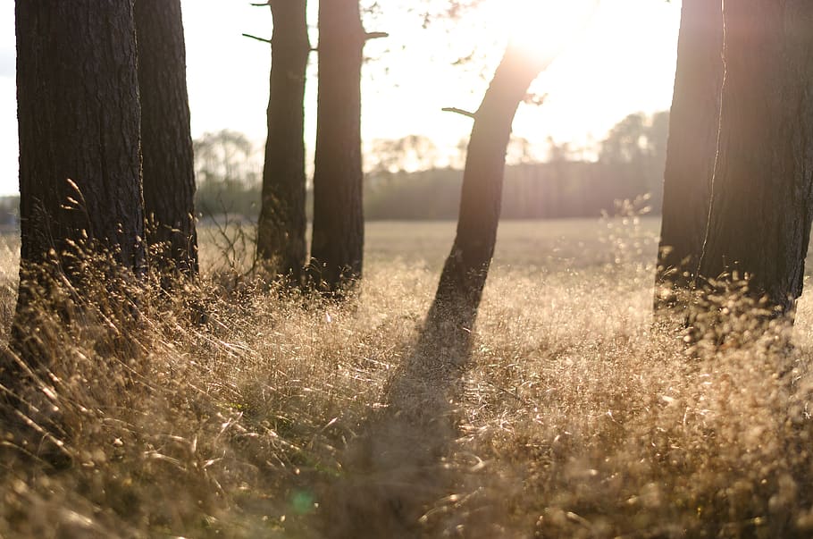 trees, forest, woods, nature, landscape, sun, goldenhour, bokeh HD wallpaper