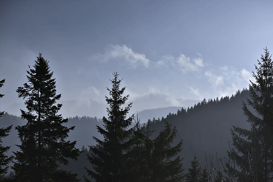 Green Trees on Mountain Range during Winter, cold, conifer, dawn HD wallpaper