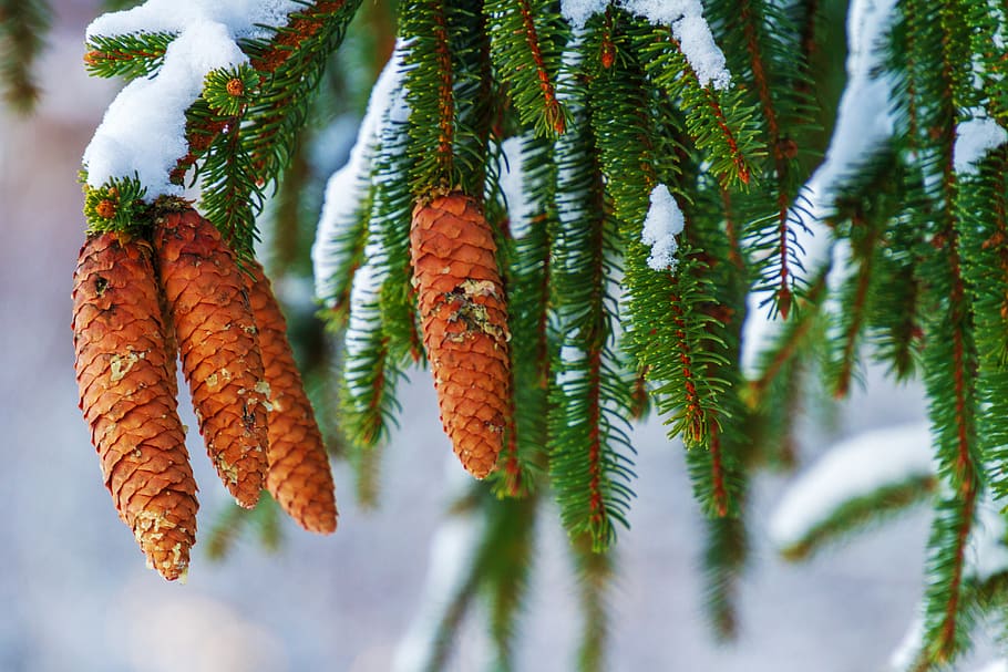 Shallow Focus Photo of conifer cone, branch, close-up, coniferous HD wallpaper