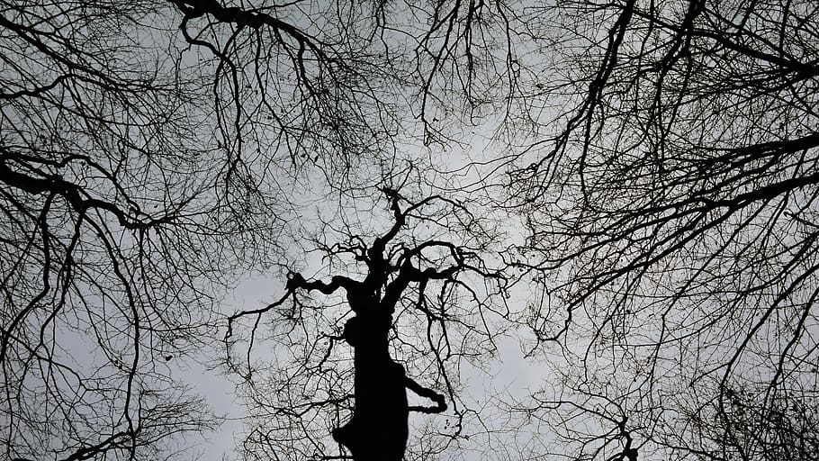 tree, plant, tree trunk, romania, light, nature, up, sky, forest HD wallpaper