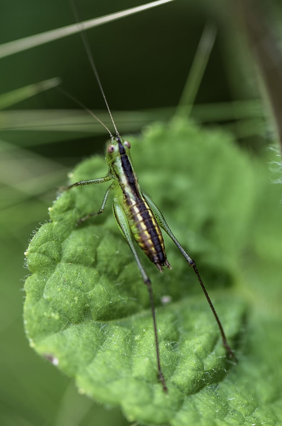 grasshopper, green, insect, bug, hopping, nature, one animal HD wallpaper