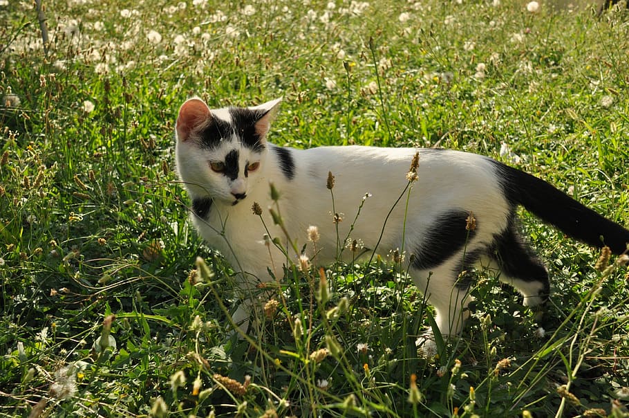 cat, cute, garden, one animal, animal themes, plant, mammal HD wallpaper
