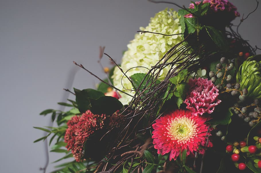 flowers, plant, flowering plant, freshness, nature, beauty in nature HD wallpaper