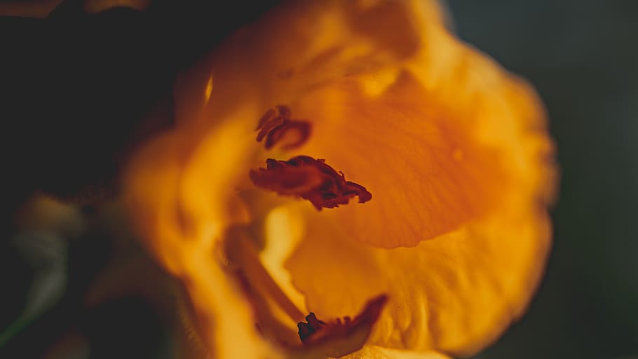 yellow, leaf, macro, flower, orange color, burning, fire, close-up HD wallpaper