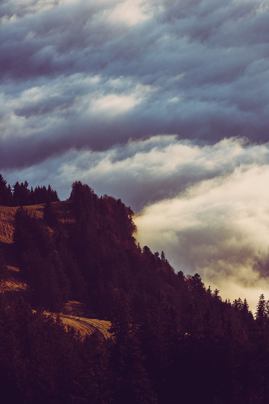 trees on cliff, plant, abies, fir, nature, outdoors, weather HD wallpaper
