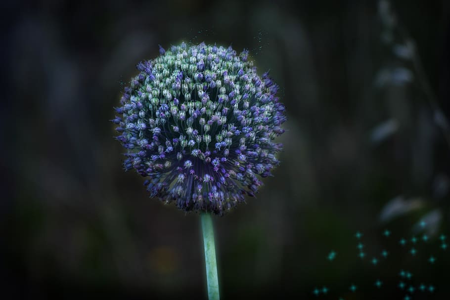 flower, nature, plant, spring, purple, flowering plant, freshness HD wallpaper