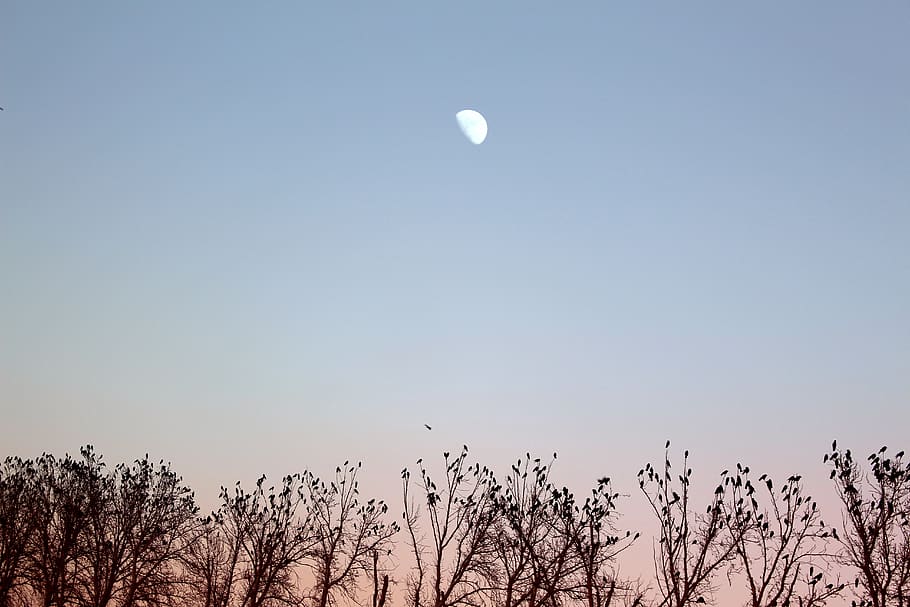 moon over trees, nature, outdoors, animal, bird, sky, plant, grass HD wallpaper