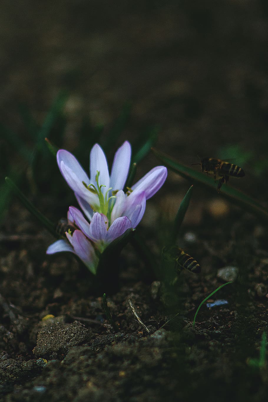 beauty, spring, crocus, saffron, flower, nature, bee, flowering plant HD wallpaper