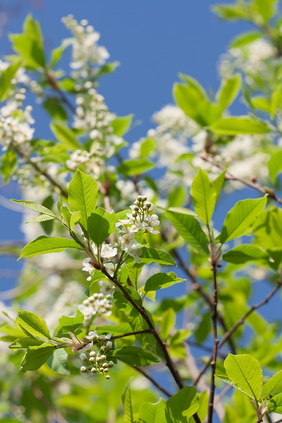 tree, spring, blossom, blooming, natural, day, flower, flowers HD wallpaper