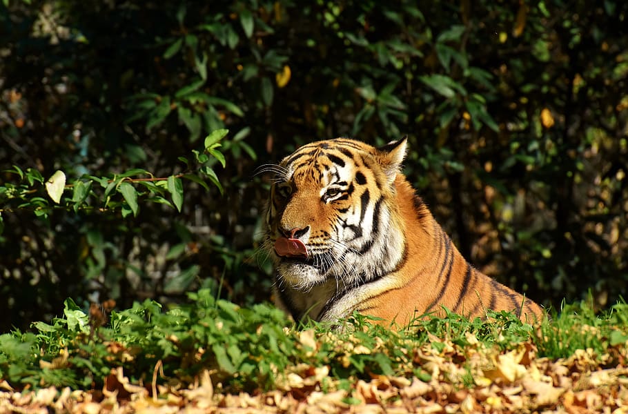 tiger, predator, fur, beautiful, dangerous, big cat, animal world HD wallpaper