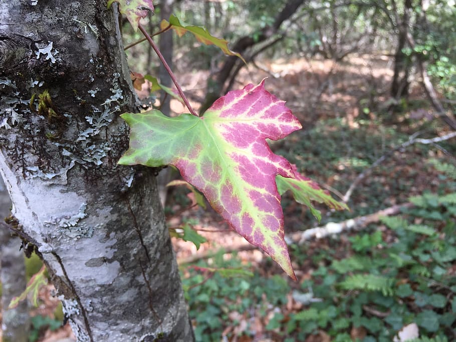 spain, el cabaco, forest, spring, leaf, tree, oak, plant part HD wallpaper