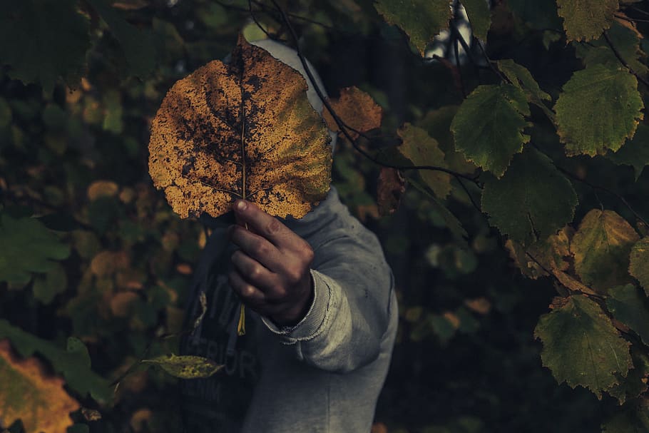 man holding brown leaf, human, person, people, animal, sea life HD wallpaper