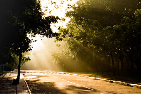 india, coimbatore, trees, sun, morning, plant, road, nature HD wallpaper