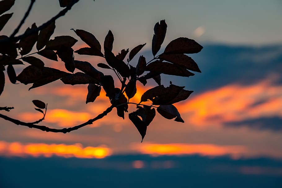 sunset, sky, beauty in nature, orange color, plant part, leaf HD wallpaper