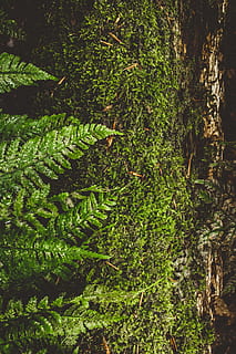 denmark, mols bjerge, scandinavia, tree, forest, summer, nature HD wallpaper