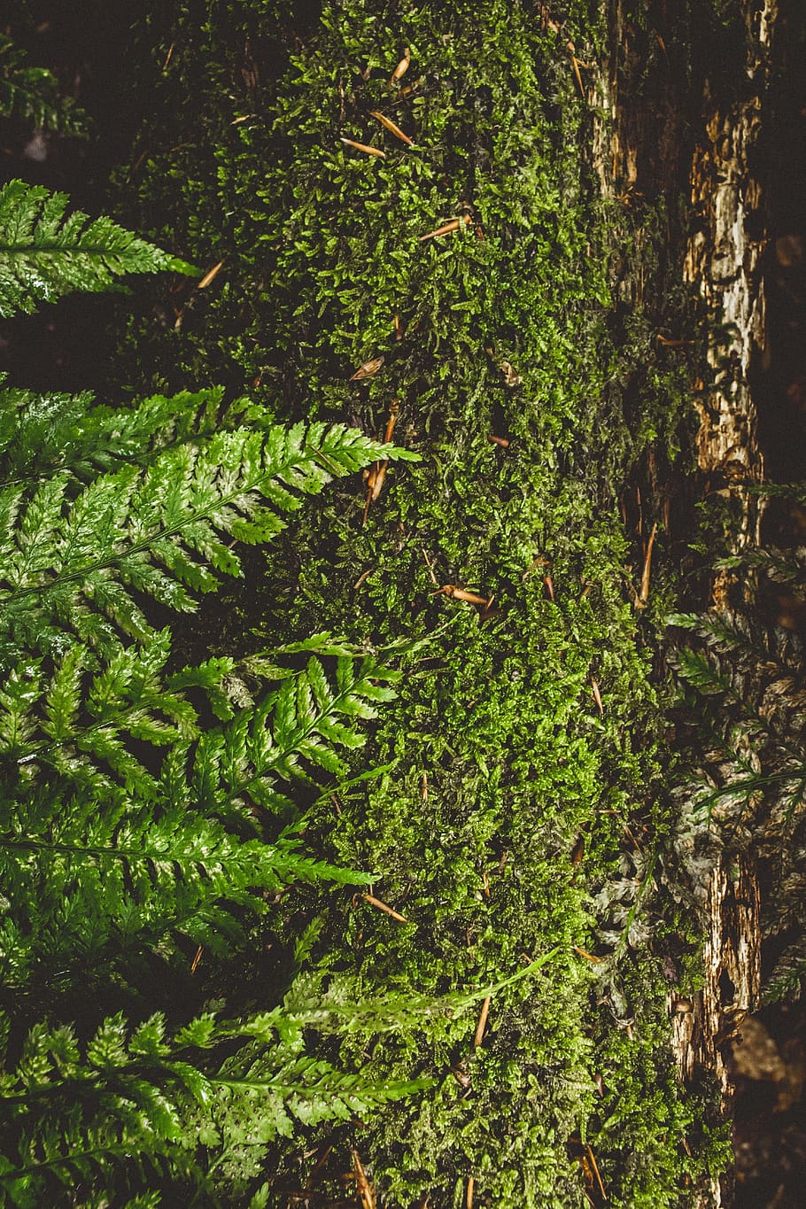 denmark, mols bjerge, scandinavia, tree, forest, summer, nature HD wallpaper