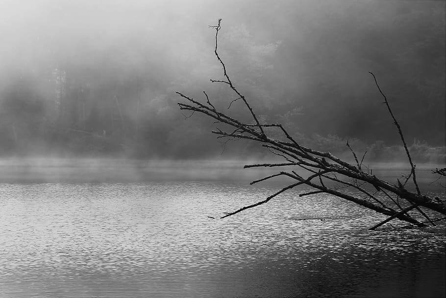 HD wallpaper: branches, lake, fog, fog on lake, black and white, water ...