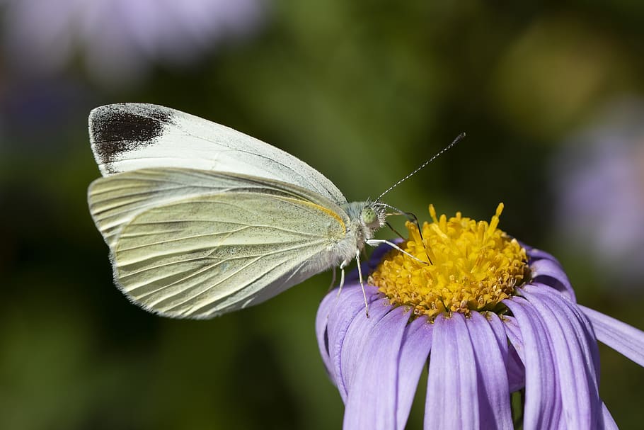 butterfly, insects, nature, flowers, wing, close, beautiful HD wallpaper