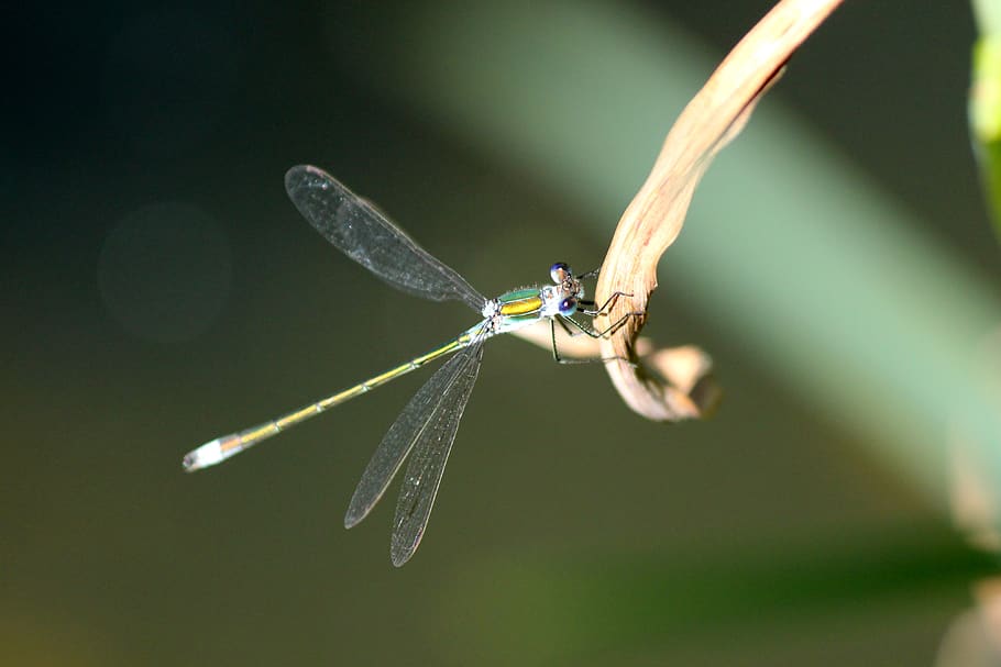 dragonfly, insect, diptera, arthropod, macro, closeup, animal HD wallpaper