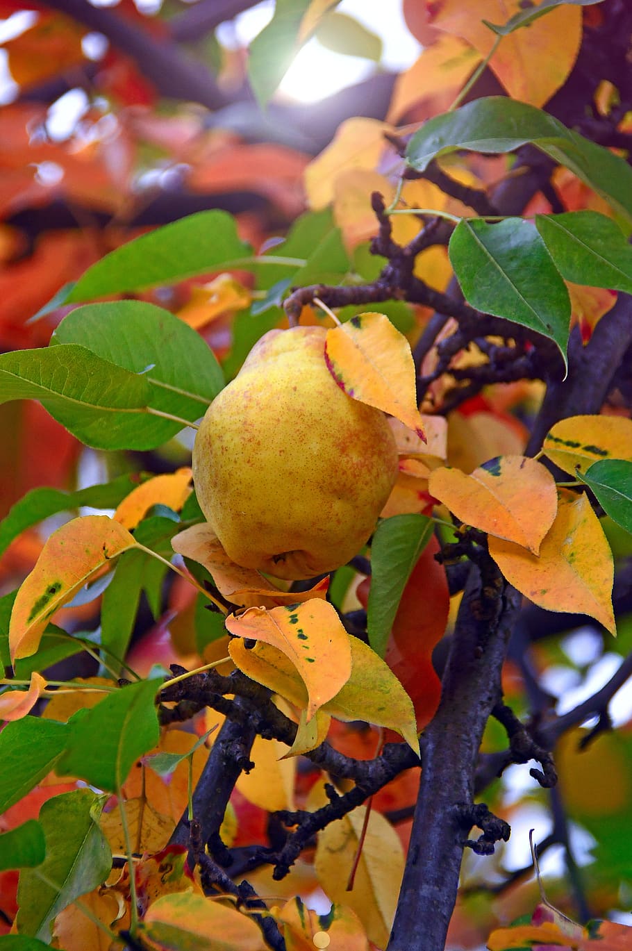 fruit, pear, yellow pear, pear tree, fresh, vitamins, sweet HD wallpaper