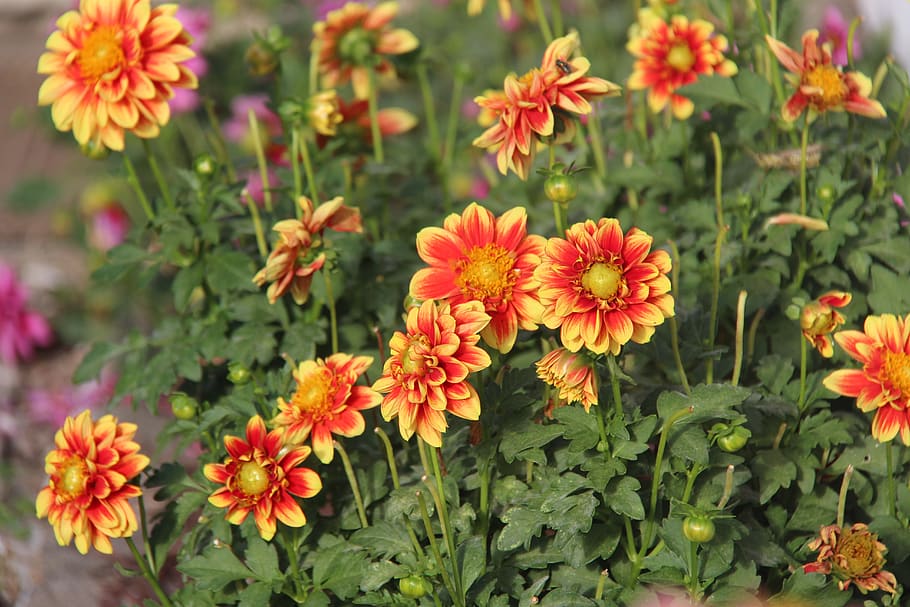 daisy, flowers, orange, daisies, summer, flowering plant, freshness HD wallpaper