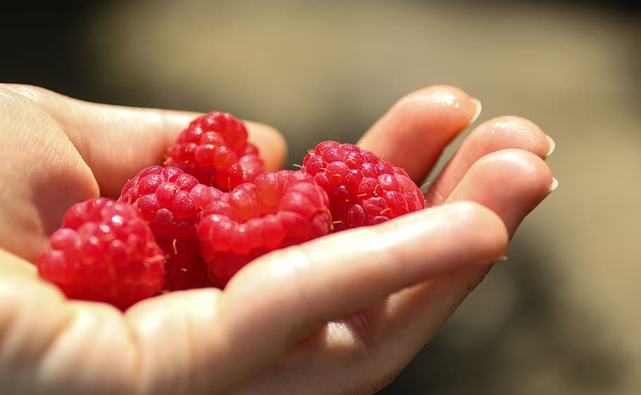 raspberries, raspberry, pink, red, summer, fruit, fruity, healthy HD wallpaper
