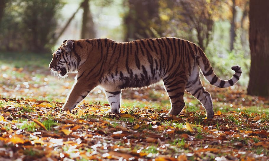 amur tiger, predator, hunter, nature, animal, wildlife, dangerous HD wallpaper