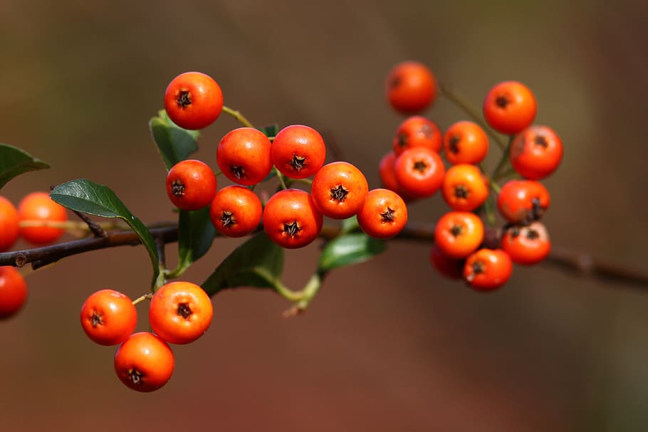 berries, red, autumn, fall, bush, fruits, ripe, plant, kyoto HD wallpaper