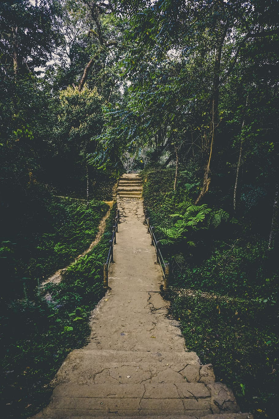 Pathway in Between of Green Leaf Trees Photo, adventure, beautiful HD wallpaper