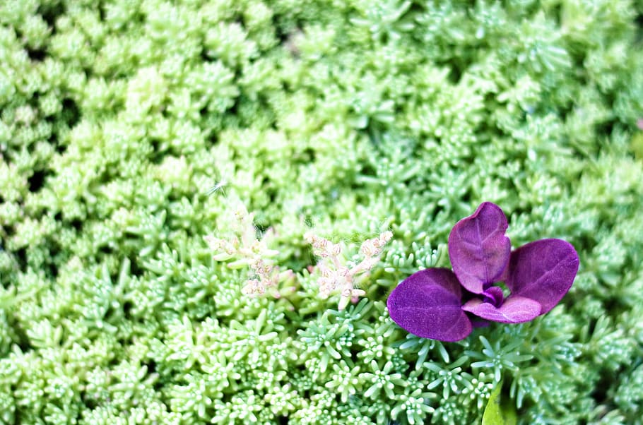 flower, con2011, nature, plant, flowering plant, freshness HD wallpaper