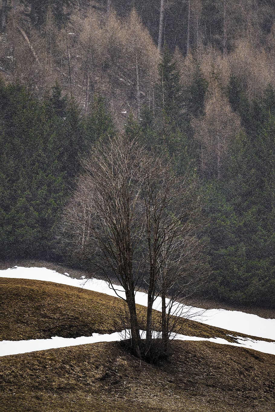 Leafless Tree, cold, daylight, environment, forest, zing, frost HD wallpaper