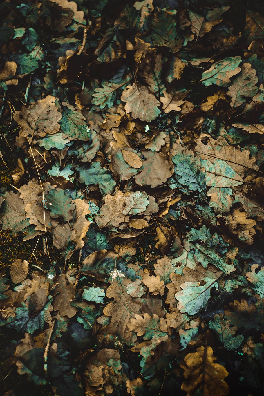 stack of leaves, leaf, plant part, dry, no people, nature, full frame HD wallpaper