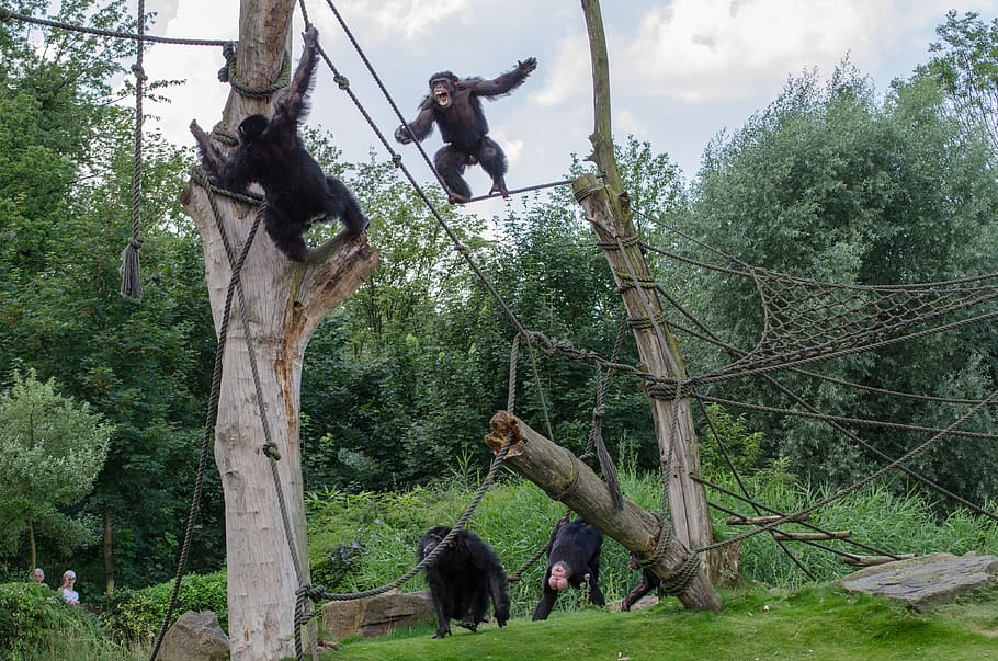 fight, zoo, monkey, ape, dramatic, teeth, tree, plant, mammal HD wallpaper