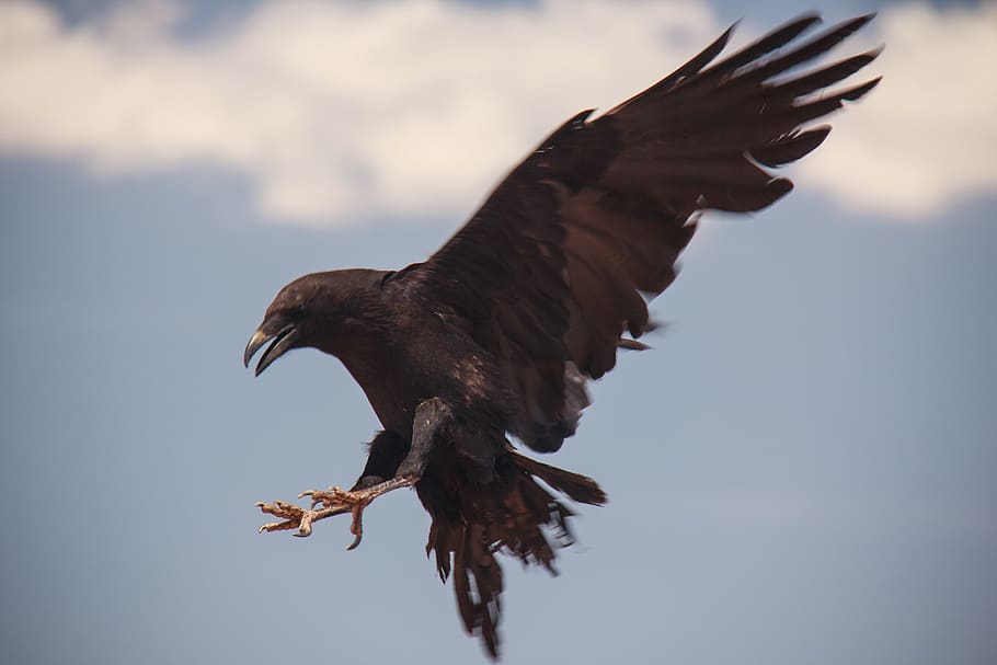 raven, bird, flying, animal, animal themes, vertebrate, sky HD wallpaper