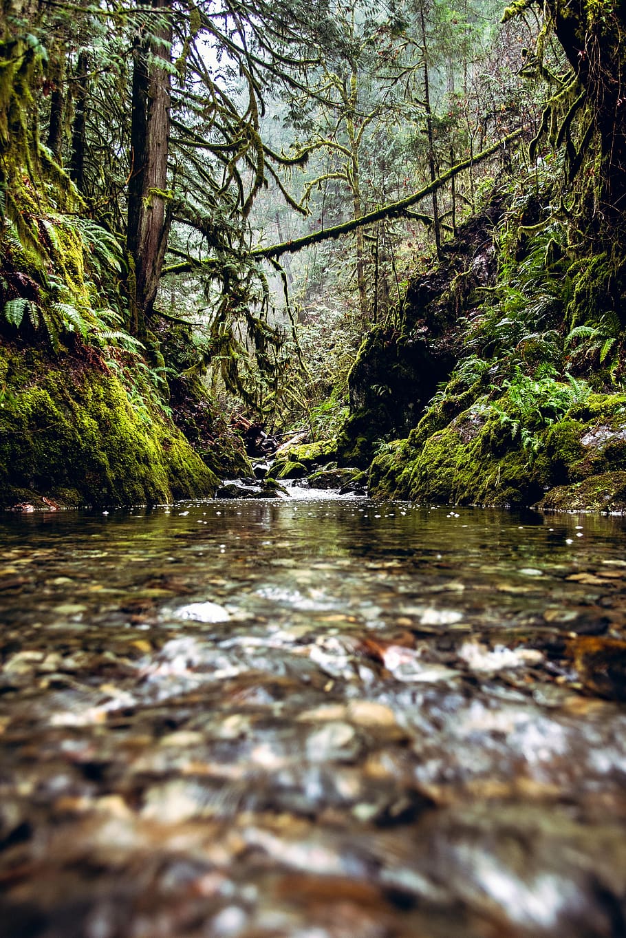 stream, forest, rain forest, nature, scenic, green, scenery HD wallpaper